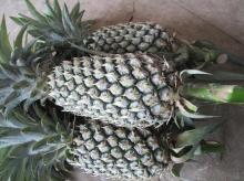 Supplier Fresh Sweet Pineapple High Quality from Vietnam