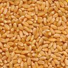wheat
