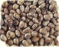 Organic Castor-Oil Seeds