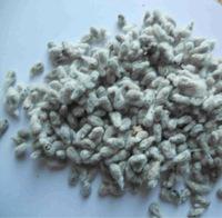 Cotton Seeds