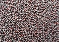 Mustard Seeds