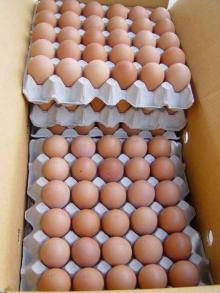 Quality Fresh Chicken Eggs