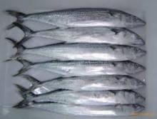 frozen spanish mackerel whole round ( scomberomorus niphonius )