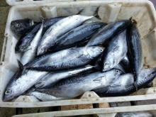  Frozen  bonito  whole  round or Frigate tuna  whole   foods   frozen   fish 