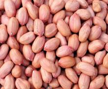 bold  peanut  kernel( long   shape )