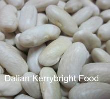  Spanish   White   Kidney   Bean 