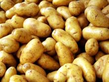 Fresh  Irish   Potato es