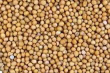 Yellow  Mustard   Seed s