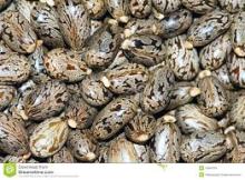  Castor   Seed s