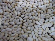  Safflower   Seed s