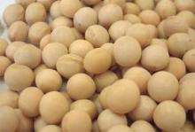 NON GMO Soya Bean