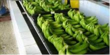 Fresh Cavendish Bananas