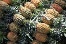 Fresh Pineapples