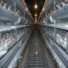  Day  Old  Chicks  Cage