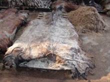 Wet and dry salted blue cattle hides