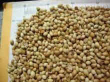  Coriander   seed s