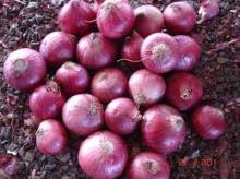 Fresh Onions