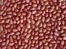 Raw and Roasted Peanuts