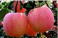 Apple extract (phlorizin)