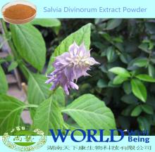 High Quality Organic  Salvia  Divinorum Powder/ Salvia  Divinorum  Extract  Powder/ Salvia  Divinorum Extrac