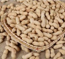 Peanut In Shell