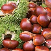 Mongongo, Oak Acorns, Ogbono Nut, Paradise Nut, Walnut