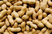 Peanut , Walnut , Raw Cashew Nut , Palm Kernel