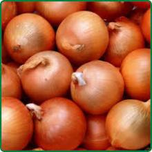 Fresh Onions for sell