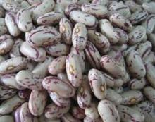  Light  and  Red  Speckeld  Kidney   Bean s