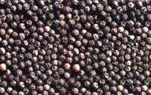 Black Pepper, African Black Pepper
