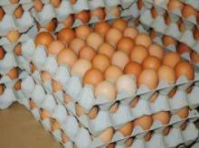  POULTRY  FRESH EGGS, CHICKEN EGGS