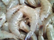 Vannemei shrimps for sell