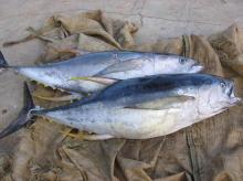 Frozen Skipjack Tuna Whole