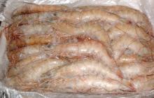 IQF  PUD   Pink   Shrimp 