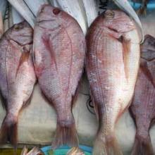 Frozen Red Sea Bream