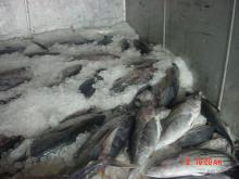 frozen big eye  whole   tuna  fish