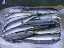 High quality frozen horse mackerel 80PCS-90PCS