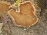  teak  wood logs