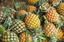 Fresh pineapple ( Tropical fruit)
