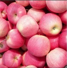 2014 new crop gala apple