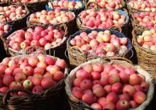 new crop gala apple