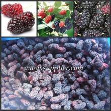 Frozen Fresh Mulberry