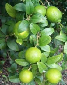 CITRUS FRUITS LIME