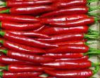  FRESH   CHILLI   PEPPER 