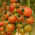 FRESH TOMATOES