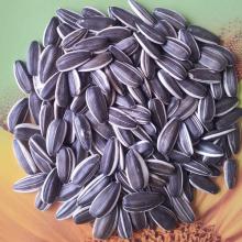 sunflower seeds,sunflower kernel