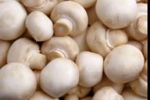  Fresh   Edible   Mushroom 