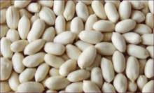  Blanched   Peanut   Kernel s