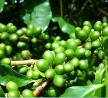 High Quality Chlorogenic Acid Green Coffee Bean Extract
