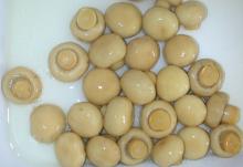 Yellow Preserved  Mushroom  in  Brine  Special for Korea